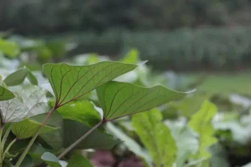 散文人生哲理,散文中富有哲理的话
