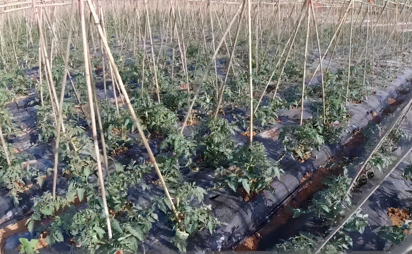 番茄插枝就能活?技巧要掌握好,长根快,成活率高