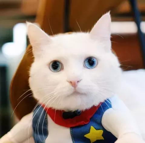 我想领养一只小猫咪,有人想领养一只金色猫咪吗