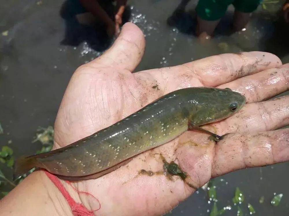酷似泥鳅，也叫“七星鱼”，如今野生一斤100元，极其珍稀