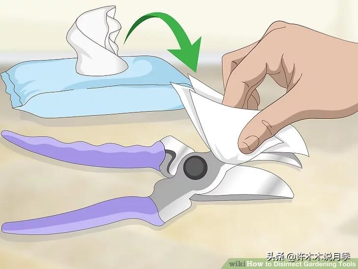 月季修剪后黑杆怎么处理,月季黑杆最好的治疗方法