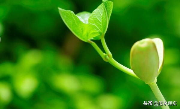 此疾病使西洋水手尝尽苦头，只为这三个原因，对郑和船员一笑而过