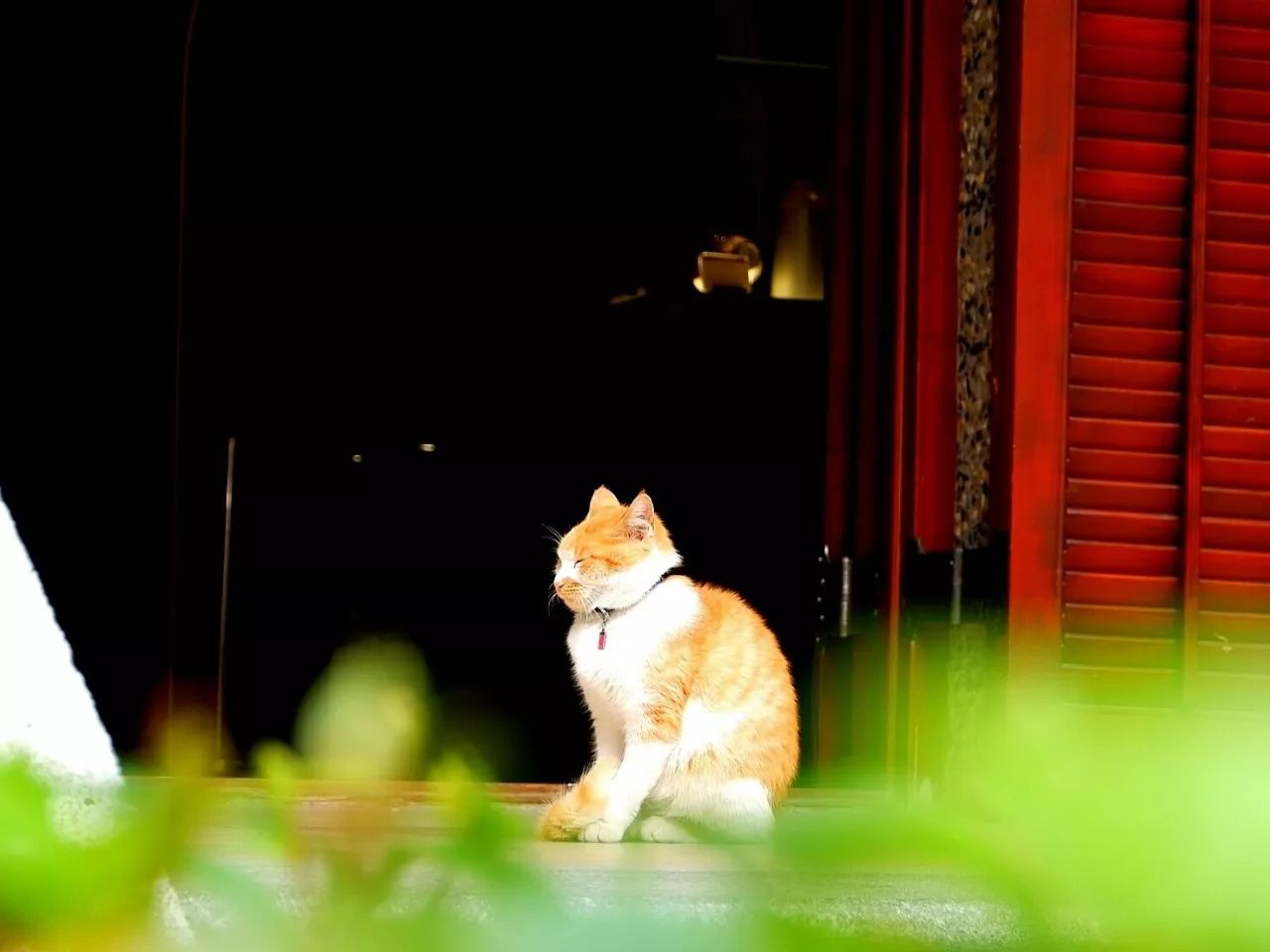 特别的萌给特别的你