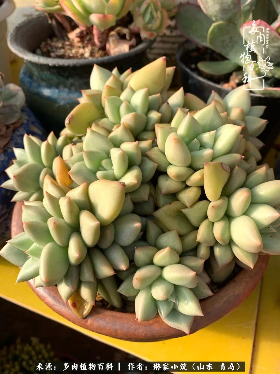 多肉冬季搬进屋里前需要浇水么,多肉过冬