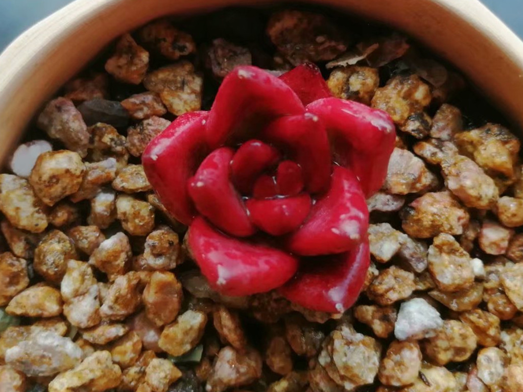 多肉想要变色怎么养,多肉早晚温差多大最容易上色