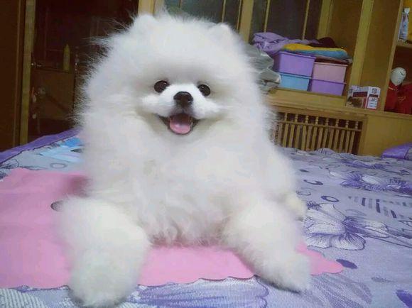 博美犬呕吐拉稀如何治疗,博美犬肠胃差经常呕吐拉稀怎么办