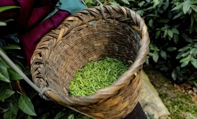 苏州的碧螺春,苏州碧螺春明前茶多少钱一斤