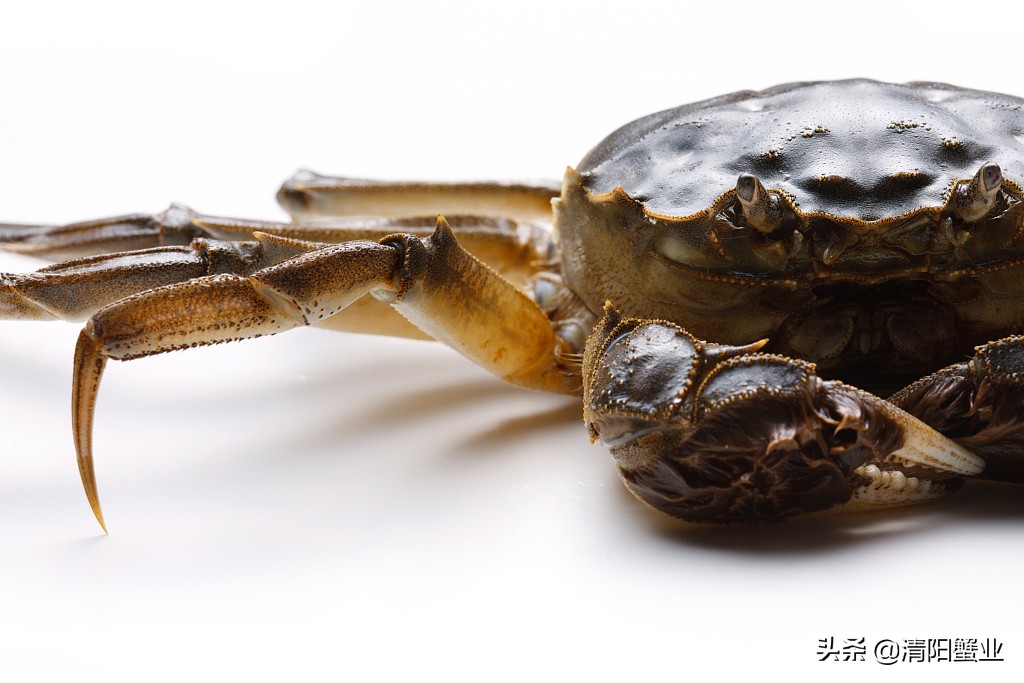 怎么分辨熟母蟹和公蟹的区别,如何区分公蟹还是母蟹