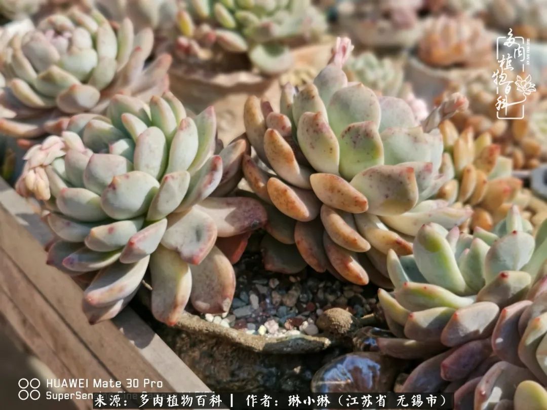 又到多肉变美时，一切都鼓励我积极向前