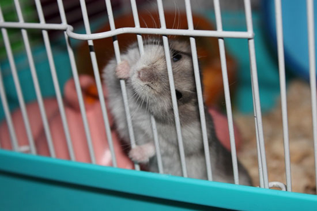 调皮仓鼠,仓鼠手动磨粉器