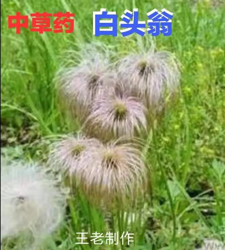 白头翁汤经方,经方快刀