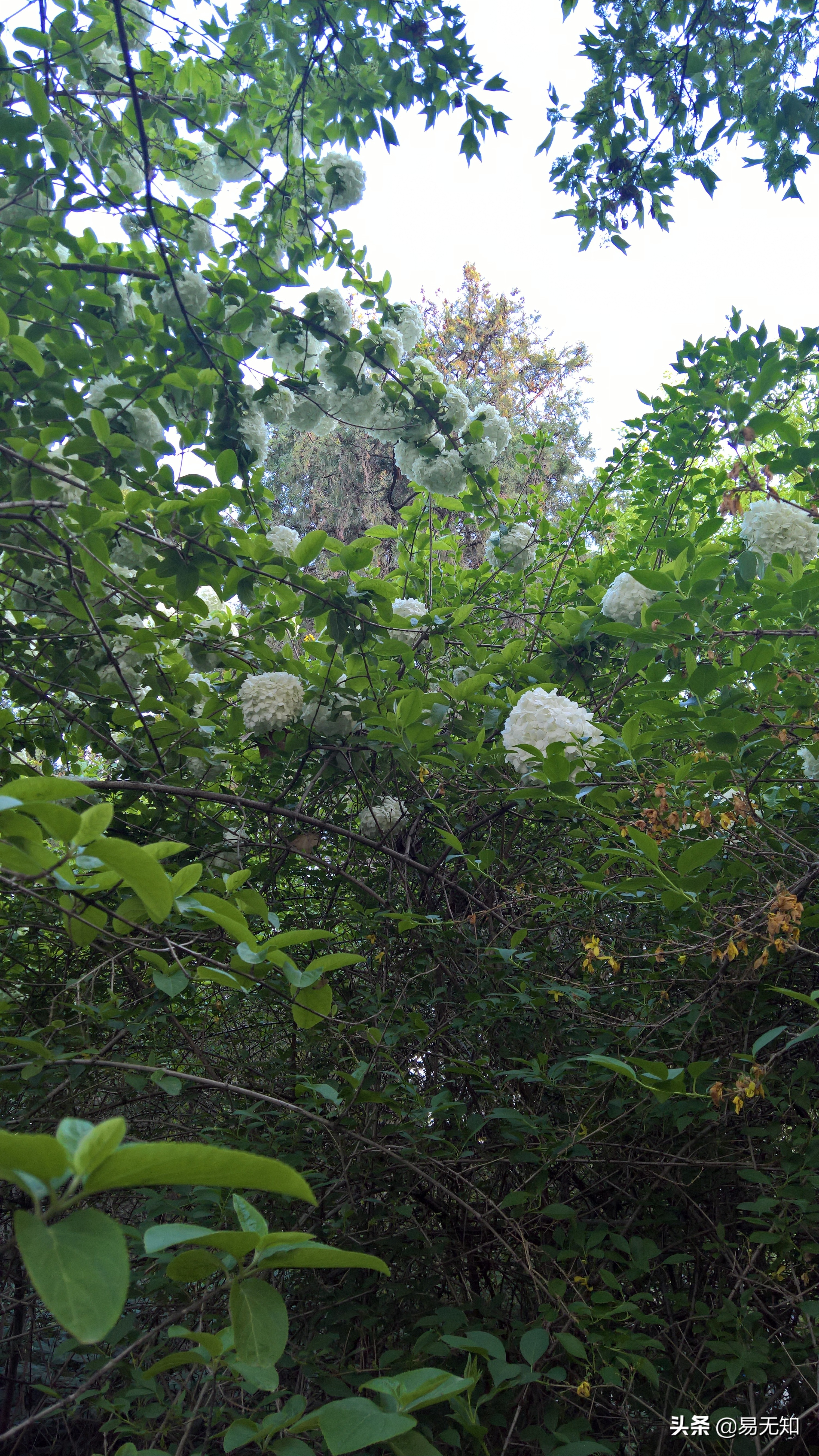 徐州彭祖园樱花美景,亲近自然之美彭祖园赏花正当时