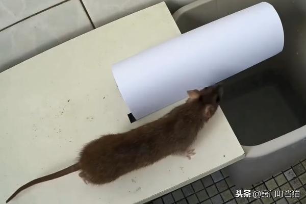 灭老鼠不用老鼠夹,灭一窝老鼠药