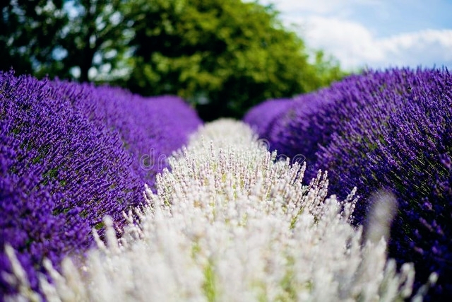 伊犁最美薰衣草在哪里啊,伊犁薰衣草花海全面绽放