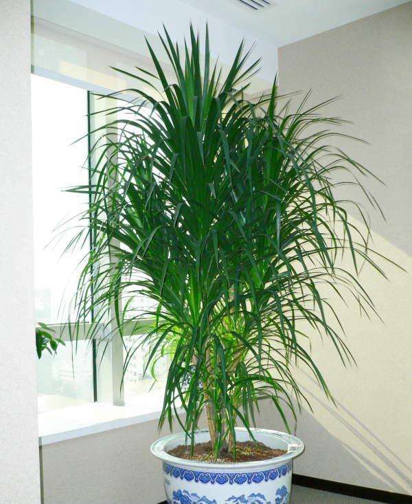 龙血树叶子尖发黄卷曲怎么办,龙血树叶子发黄怎么去解决呢