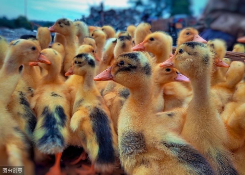 怎样让你的鸭子长的快，养鸭快速出栏的4大方法，简单又有效