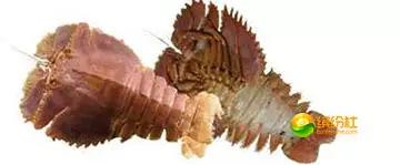 舟山海鲜攻略2天1晚住宿自由行,舟山最好的海鲜