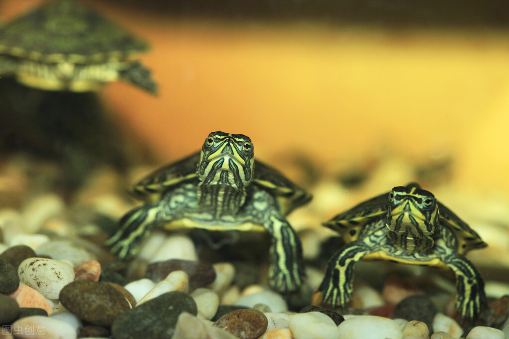 怎么养草龟草龟喜欢吃啥,草龟怎么养才是品相最好的