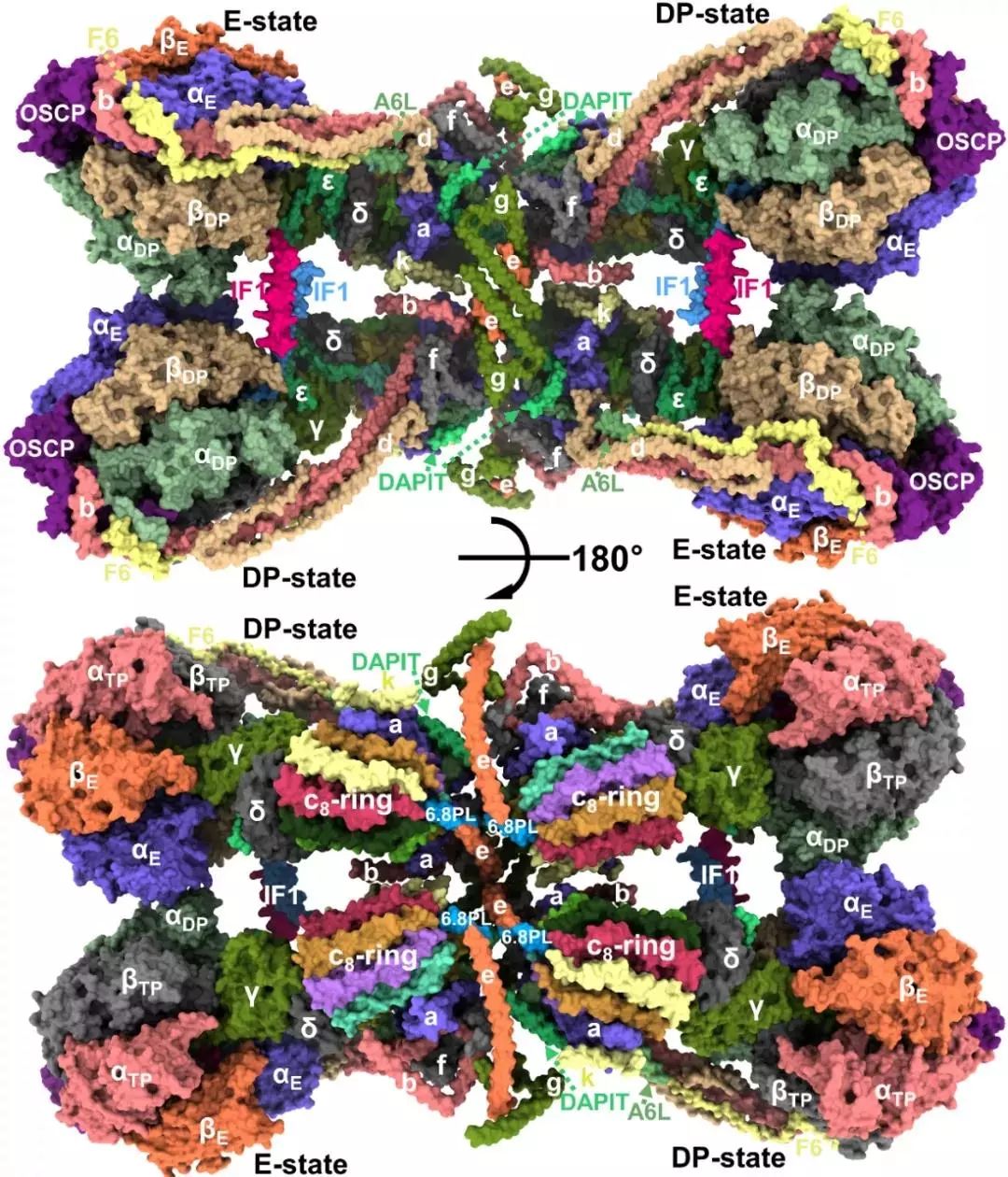 冷冻电镜最新研究,冷冻电镜研究成果涌现