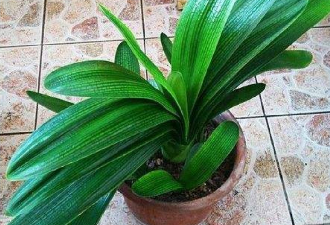 君子兰花谢之后夹箭正确处理方法,君子兰花期夹箭主要原因是什么