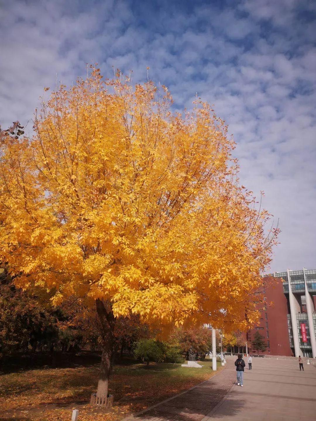 辽宁省重点大学沈阳航空航天,沈阳航空航天大学在辽宁省提前批