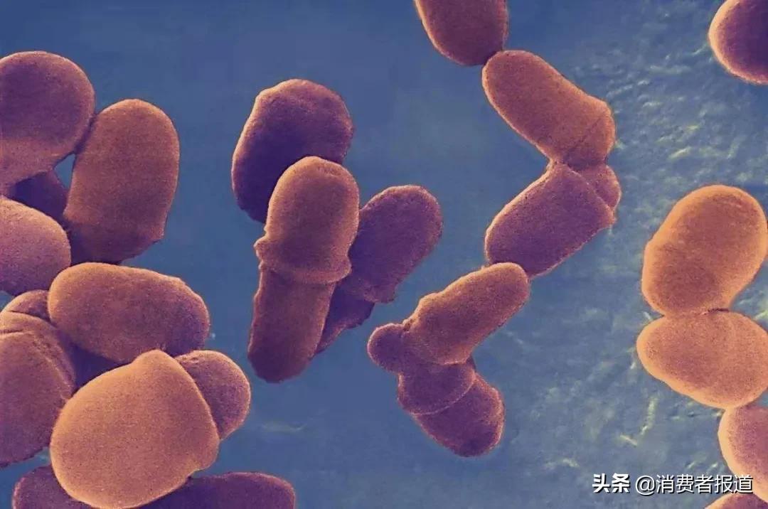 人类是怎么驯服狼的,人类怎么驯服鬣狗