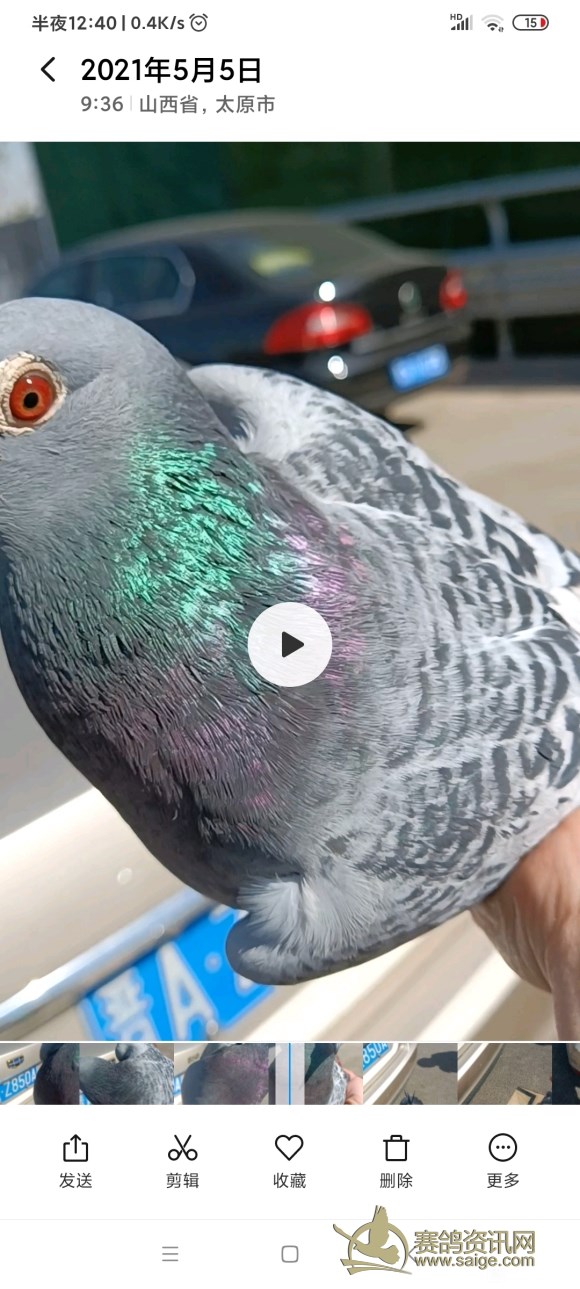 断趾要几个月完全恢复正常,600公里以上归巢鸽