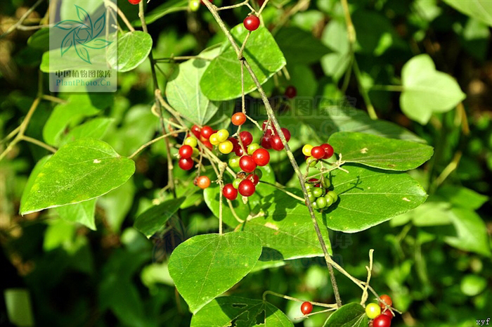 黑风散介绍,少林黑风散膏药