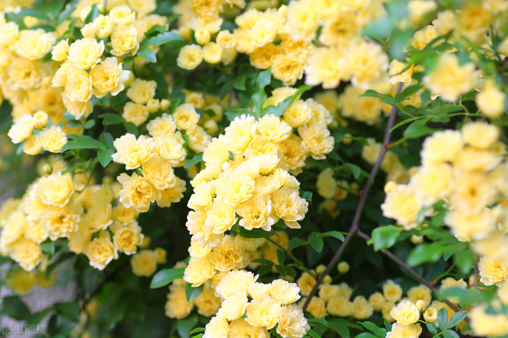 100种常见园林图鉴,列举20类不同的园林花卉