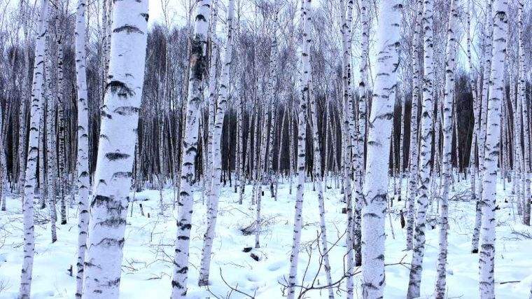 俄罗斯人桦树茸,俄罗斯天然桦树茸菌