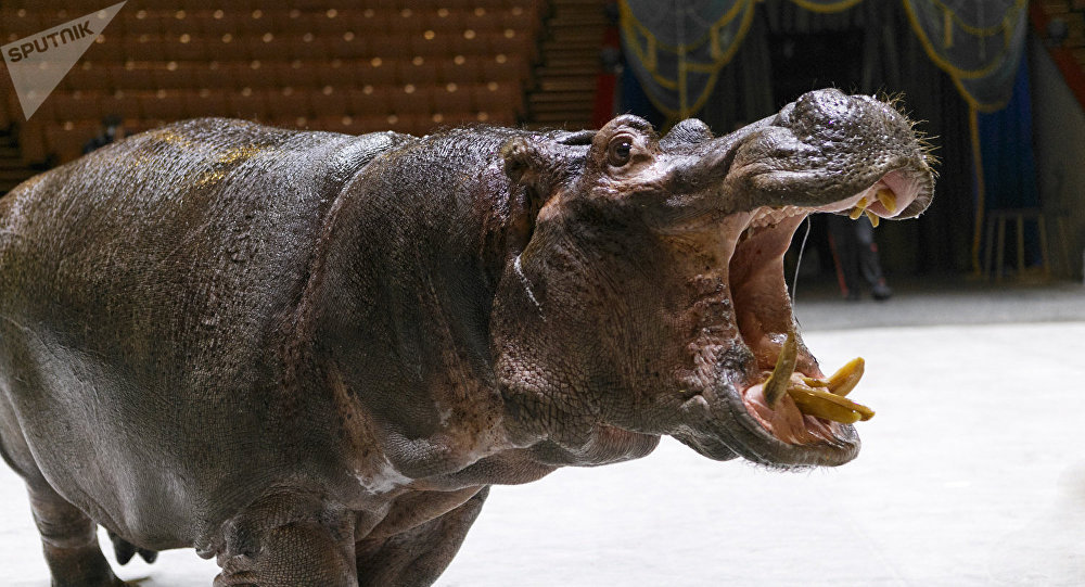 顶翻狮子、口撕鳄鱼的河马，到底有多恐怖？非洲只有一物能制服它