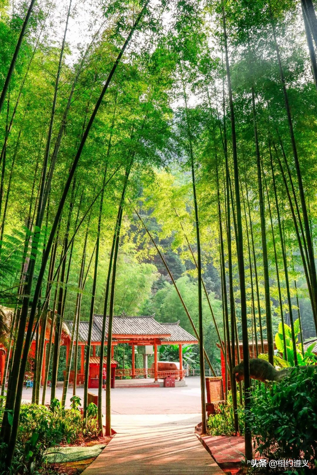 赤水大瀑布 侏罗纪公园 (贵州赤水侏罗纪公园攻略)