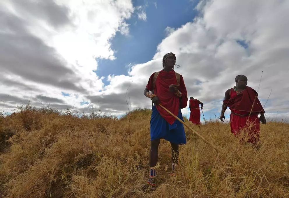 非洲马赛人：从狮口夺食的“战斗民族”