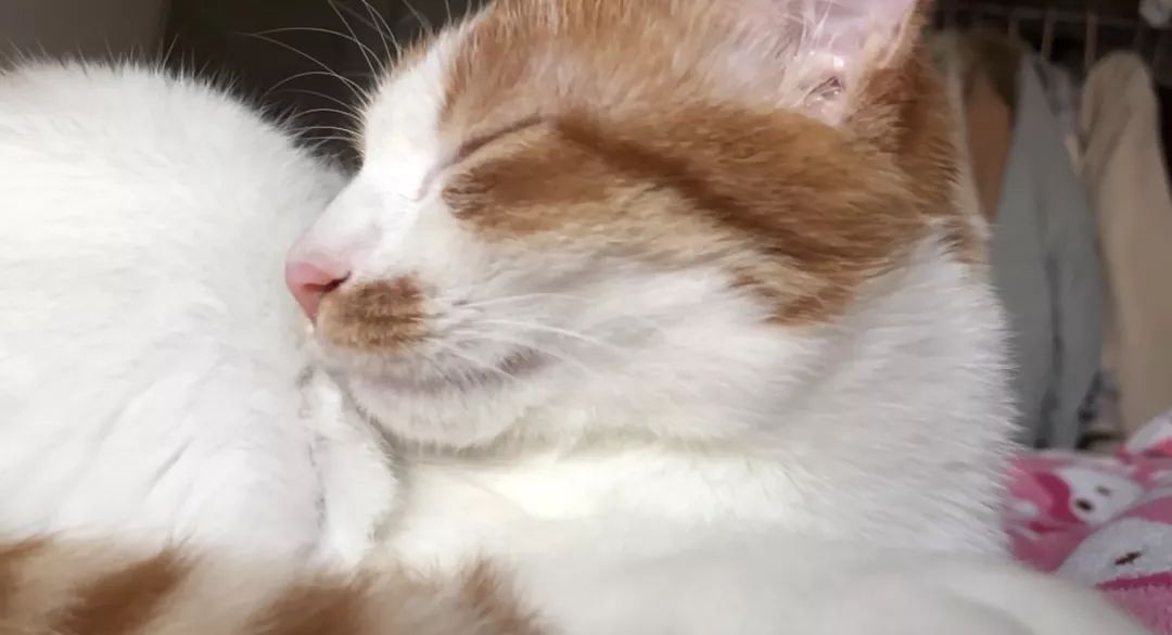 怎么预防猫咪黑下巴,三分钟搞定猫咪黑下巴问题