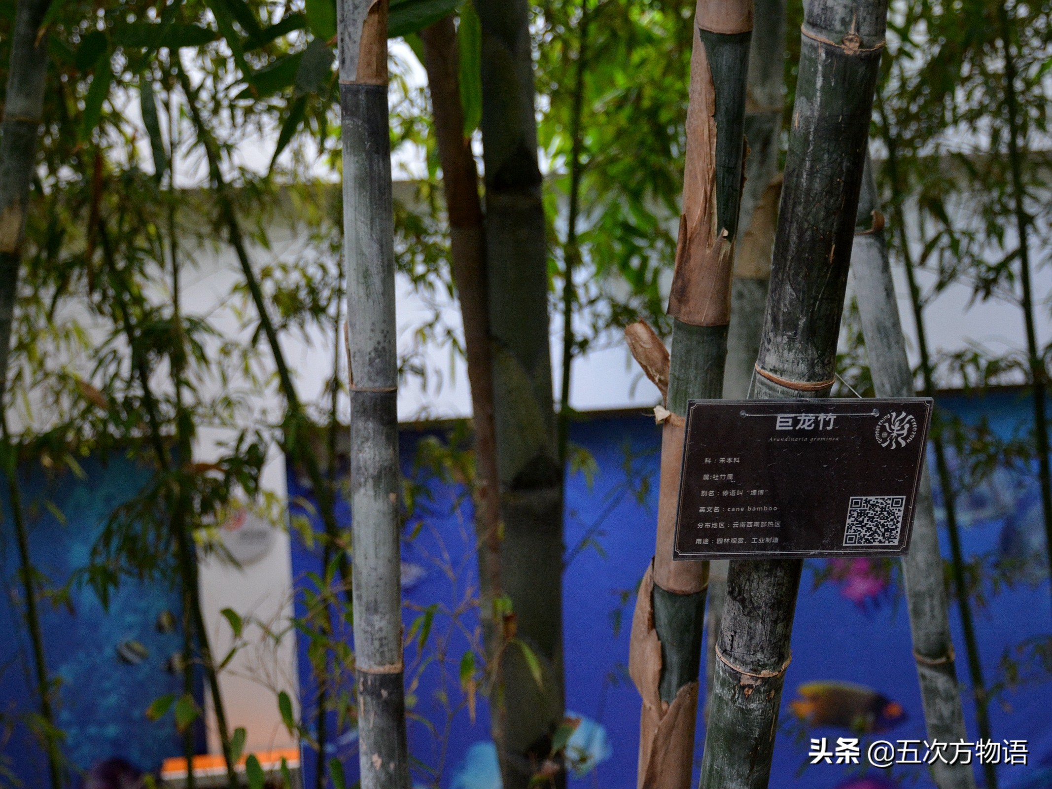 竹子草本植物还是木本植物,竹子是草本还是木本才能开花