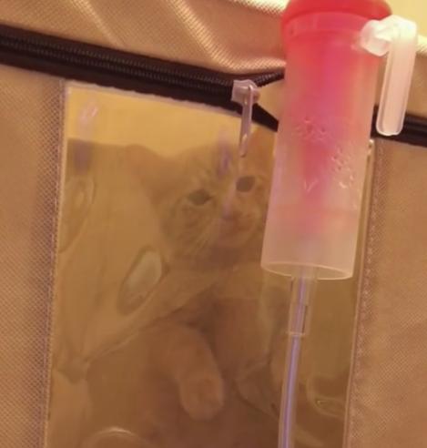 猫咪有分泌物是什么情况,猫咪鼻子有白色分泌物怎么回事