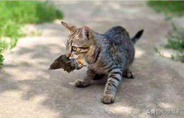 澳大利亚野猫有多凶悍,澳洲野猫有多凶猛