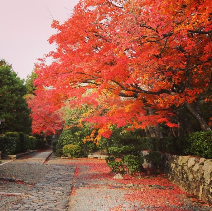 日本京都枫叶季旅游攻略,日本关西赏枫旅游攻略