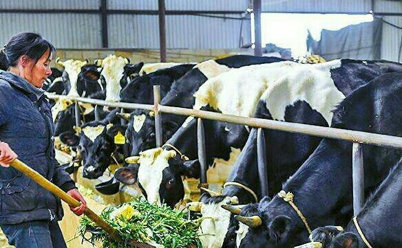 养殖业三年无息创业贷,养殖业无息贷款怎么申请