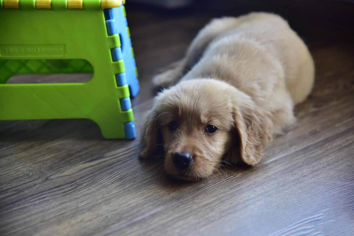 狗狗定点大小便晚上怎么办,狗狗会定点大小便