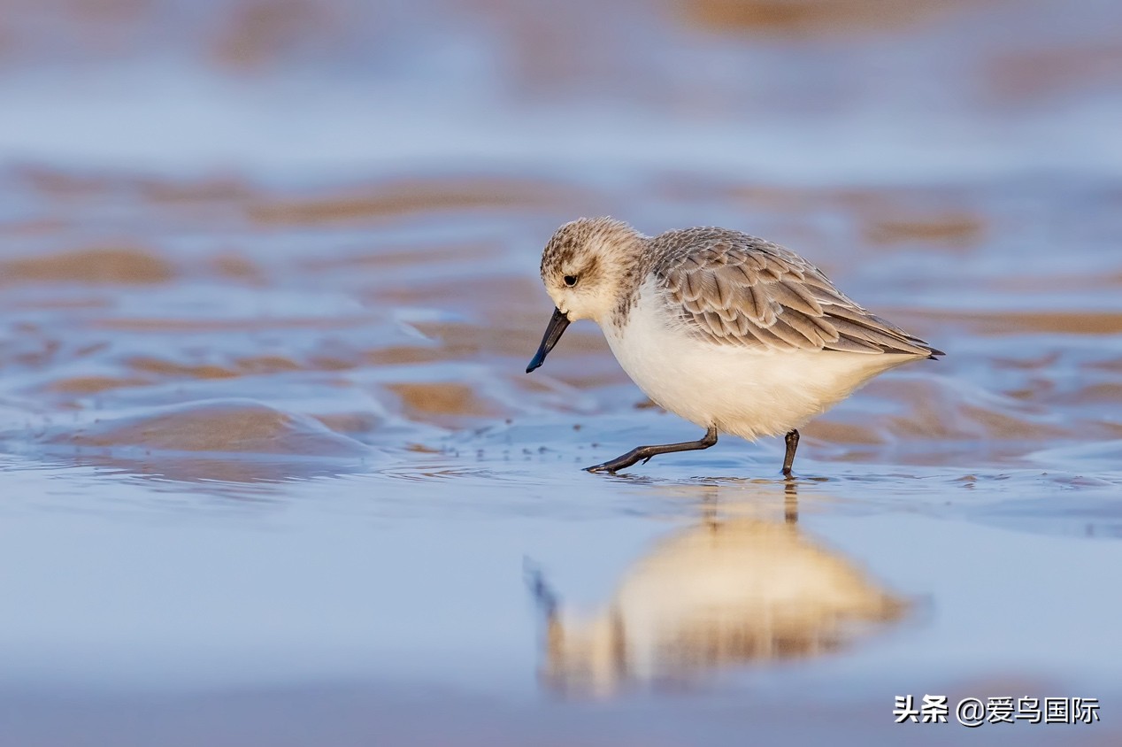 勺嘴鹬自带饭勺的小萌物,自带饭勺的勺嘴鹬