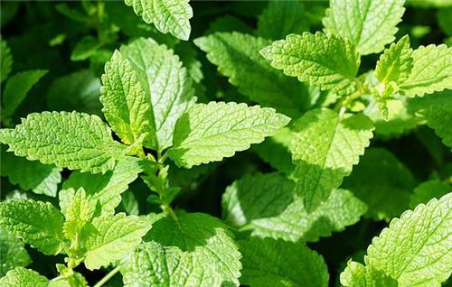 这6种花能净化空气还能杀菌,室内吸甲醛最好的10种花