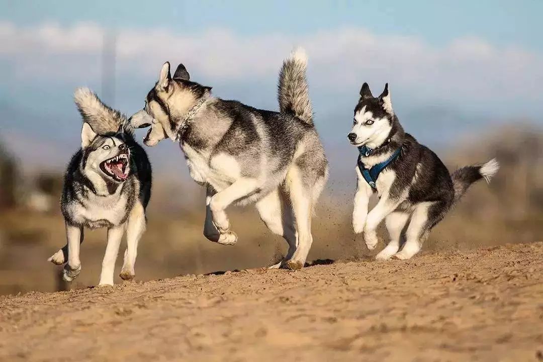 狗狗在消失一段时间又回来了,狗狗被人遗弃一年后长成怪物