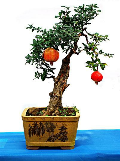 石榴花盆栽只长叶不开花,盆栽牡丹怎么养过春节能开花