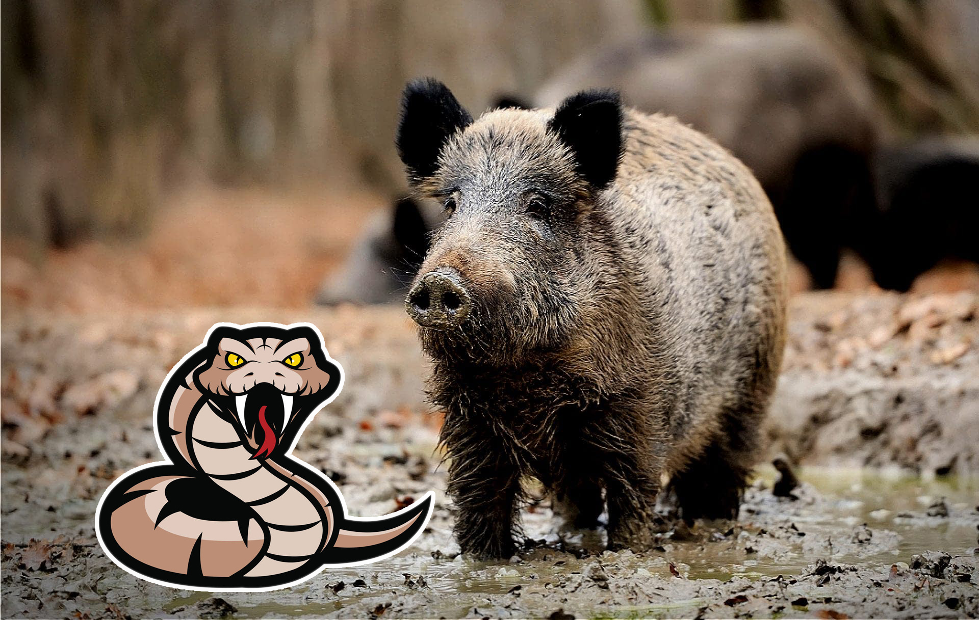 蛇遇猪吓得哭为啥说猪是毒蛇天敌,猪为什么不怕毒蛇就吃蛇