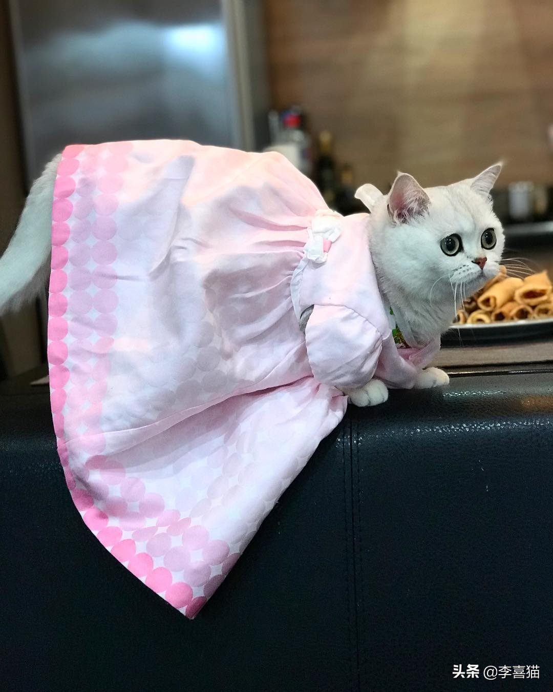 如何从猫咪呕吐物辨别是什么原因,猫咪出现呕吐了莫急试试这几招