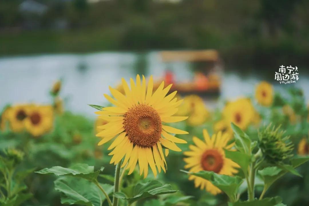 南宁花海公园在哪里,南宁嘉和城附近花海
