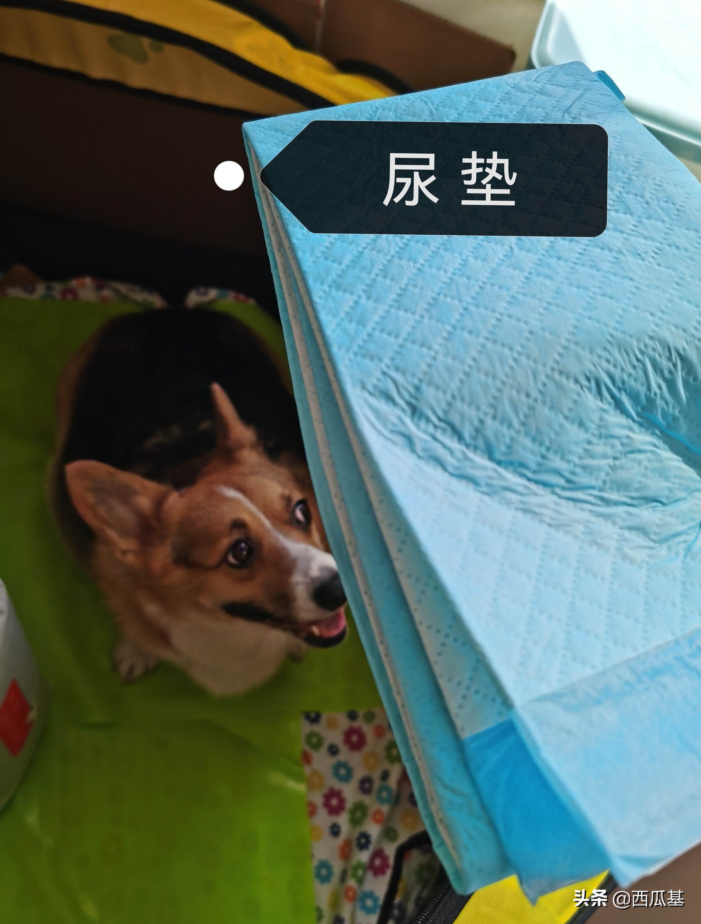 狗狗待产了怎么照顾,狗狗待产表现