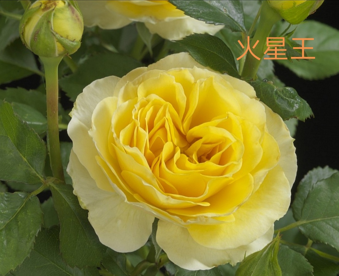 阳台系列月季品种大全,微型月季藤本月季