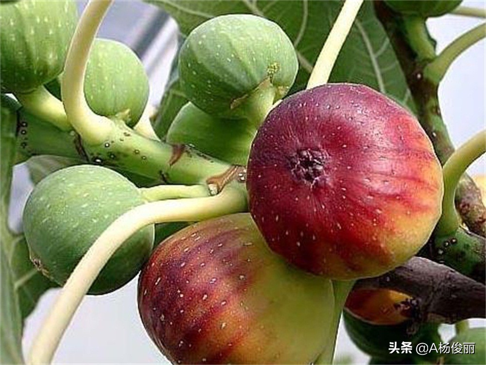 唐三镜果酒技术,唐三镜酿酒工艺教学